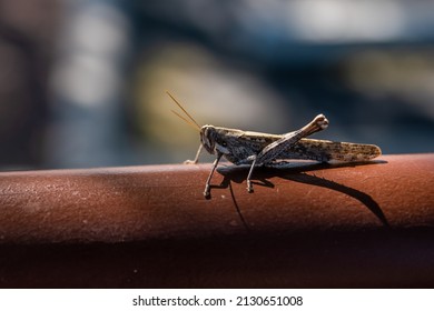 A Band Winged Grasshoppers In Tucson, Arizona