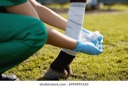 Bandage, leg of horse and vet on ranch for equestrian healthcare, medical or recovery from injury. Anatomy, hands and treatment of farm animal with person wrapping ankle for rehabilitation or support - Powered by Shutterstock