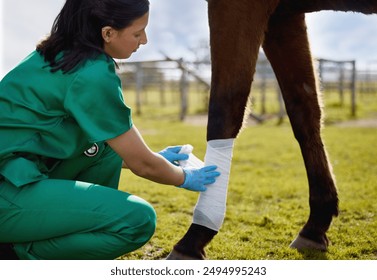 Bandage, legs of horse and vet on farm for equestrian healthcare, medical or recovery from injury. Anatomy, medicine and treatment of animal with woman wrapping ankle for rehabilitation or support - Powered by Shutterstock