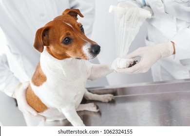 Bandage Of A Wounded Paw To A Dog