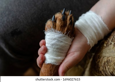 Bandaged Dog Paw In Hand. A Female Hand With A Bandaged Brush Holds The Sore Paw Of A Rottweiler. Caring For Pets. Close-up. Selective Focus.