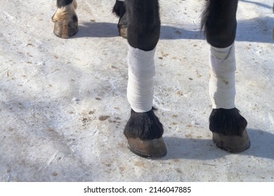 Bandaged legs of a black horse with white bandages to protect against injuries on white snow in winter.