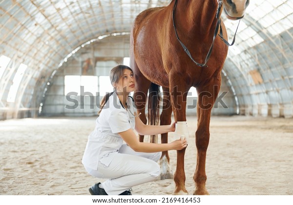 Bandaging wounds on the knee. Female doctor in\
white coat is with horse on a\
stable.