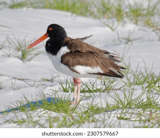 Banded American Oystercatcher (Haematopus palliatus) looking out over its territory. Fort Desoto Park St. Petersburg, Florida April 18th, 2023