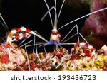 Banded Boxing Shrimp (Stenopus hispidus) in the Red Sea, Egypt.