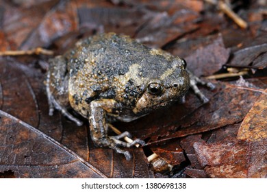 342 Banded bull frog Images, Stock Photos & Vectors | Shutterstock