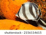 Banded butterfly fish underwater closeup