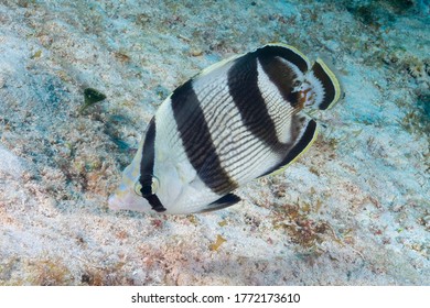 Banded Butterflyfish, Butterbun, Portuguese Butterfly Or School Mistress  (Chaetodon Striatus) Cozumel, Mexico