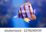 Banded Butterflyfish underwater closeup .Copperband butterfly fish - Chelmon Rostratus