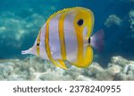 Banded Butterflyfish underwater closeup .Copperband butterfly fish - Chelmon Rostratus