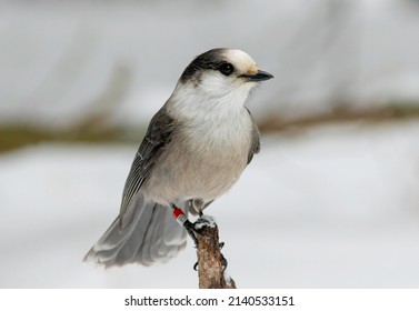 A Banded Canada Jay Perched On A Dead Tree Limb In Algonquin Provincial Park In Ontario Canada During Winter. 