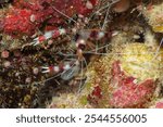 Banded coral shrimp and banded cleaner shrimp (Stenopus hispidus) Papua, Indonesian