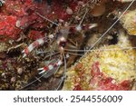 Banded coral shrimp and banded cleaner shrimp (Stenopus hispidus) Papua, Indonesian