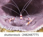 Banded Coral Shrimp (Stenopus hispidus), or boxer shrimp, is a saltwater invertebrate found in tropical coral reefs in Cozumel, Mexico.  Underwater photography and travel.