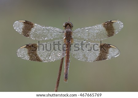 Banded Darter with dewdrops / bandheidelibel met dauwdruppels Stockfoto © 