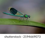 The Banded Demoiselle (Calopteryx Splendens)