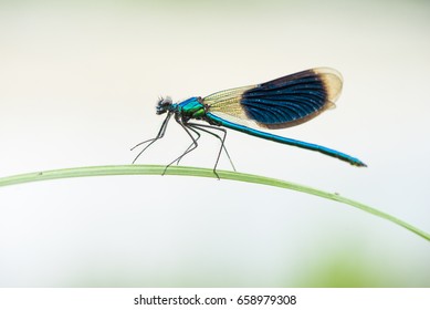 The banded demoiselle (Calopteryx splendens) is a species of damselfly belonging to the family Calopterygidae.