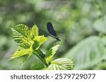 Banded demoiselle male, scientific name calopteryx splendens, taken in Geneva, CH.