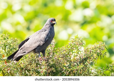 Banded Endangered Everglades Snail Kite In Osceola County Florida 