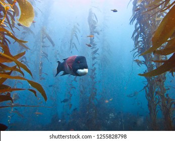 A Banded Fish Swims In The Kelp Forest