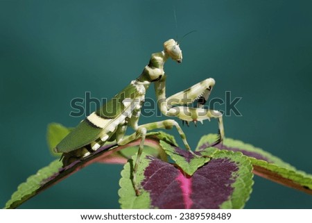 Banded flower mantis on flower, beautiful praying mantis