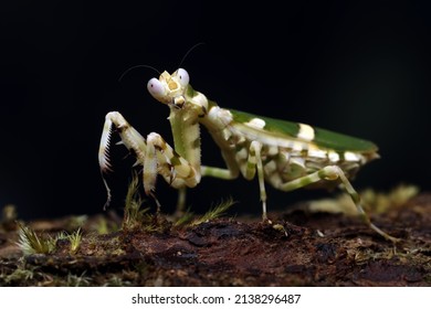 Banded Flower Mantis Theopropus Elegans Species Stock Photo 2138296487 ...