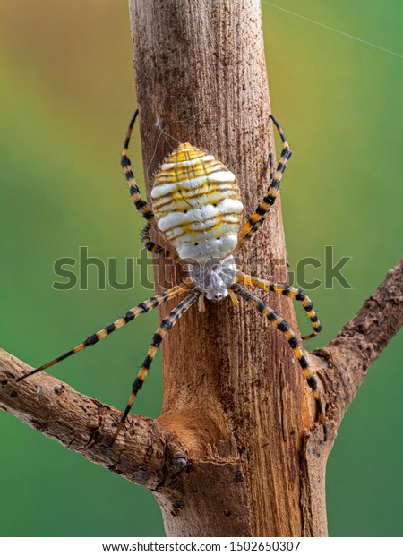 Banded Garden Spider Argiope Trifasciata On Stock Photo Edit Now