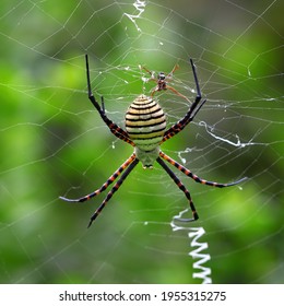 Banded garden spider or banded orb weaving spider, Argiope trifasciata, female and male, photographed with a macro lens in its natural environment 