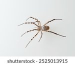 Banded Garden Spider in a white background. Argiope trifasciata. 