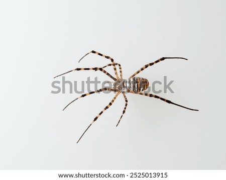 Banded Garden Spider in a white background. Argiope trifasciata. 