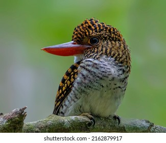 Banded Kingfisher From Bukit Sulai, Gambang,Pahang,Malaysia