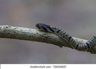 Striped kukri snake Images, Stock Photos & Vectors | Shutterstock