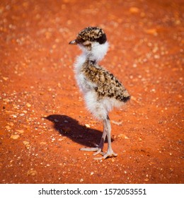 Banded Lapwing chick. Black-breasted plover juvenile. Tiny white and brown fluffy cute bird on orange dirt background.
