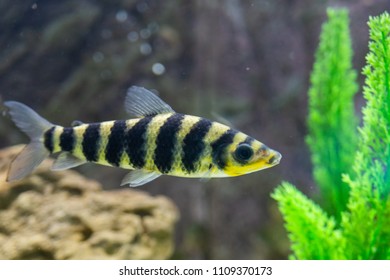 A banded Leporinus against a background of bogwood and plants