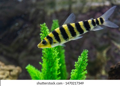 A banded Leporinus against a background of bogwood and plants