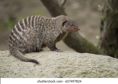 Banded Mongoose