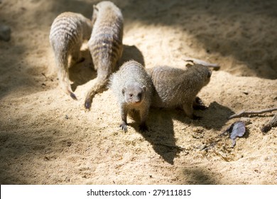 Banded Mongoose Crowd.