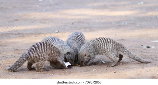 Banded Mongoose Feasting On An Egg.