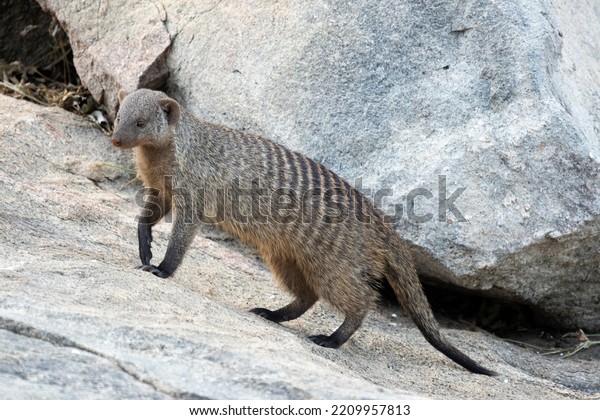Banded
Mongoose live in large troops and though they forage individually
they keep constant vigil for dangers and warn others. They are also
altruistic and look after the sick and
young
