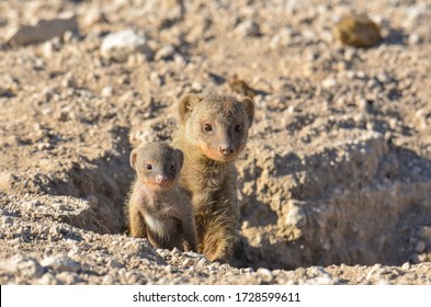 Banded mongoose mother protecting her little one in Etosha National Park, Namibia