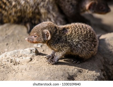 Banded Mongoose (Mungos Mungo)