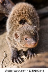 Mongoose Baby Hd Stock Images Shutterstock