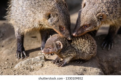 Mongoose Baby Hd Stock Images Shutterstock