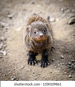 Mongoose Baby Hd Stock Images Shutterstock