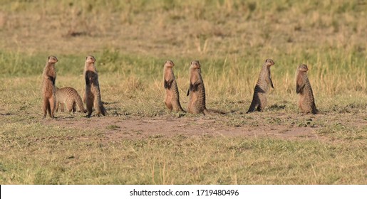 Banded Mongoose on the lookout in Maasai Mara - Shutterstock ID 1719480496