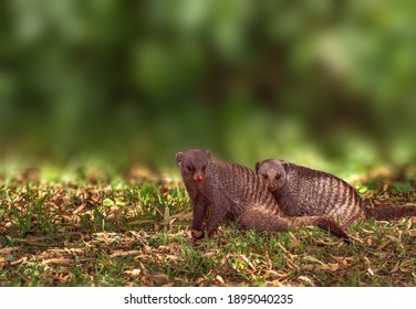 banded mongoose relaxing under the tree in grass and leaves with soft background