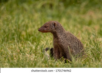 Banded Mongoose In The Wild