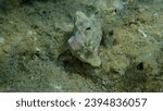 Banded murex (Hexaplex trunculus) shell with Mediterranean rocky shore hermit crab (Clibanarius erythropus) undersea, Aegean Sea, Greece, Halkidiki