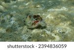 Banded murex (Hexaplex trunculus) shell with Mediterranean rocky shore hermit crab (Clibanarius erythropus) undersea, Aegean Sea, Greece, Halkidiki