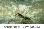 Banded murex (Hexaplex trunculus) shell with Mediterranean rocky shore hermit crab (Clibanarius erythropus) undersea, Aegean Sea, Greece, Halkidiki